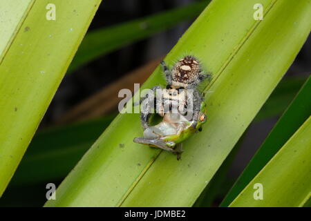 A female regal jumping spider, Phiddipus regius, preying on a squirrel treefrog, Hyla squirrella. Stock Photo