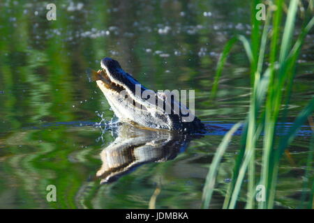 An American alligators, Alligator mississippiensis, on the water's surface. Stock Photo