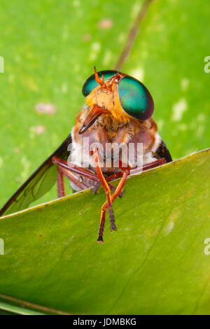 A green-eyed horse fly, Chrysops species, rests on a leaf. Stock Photo