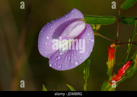 A spurred butterfly pea, Centrosema virginianum, with morning dew. Stock Photo