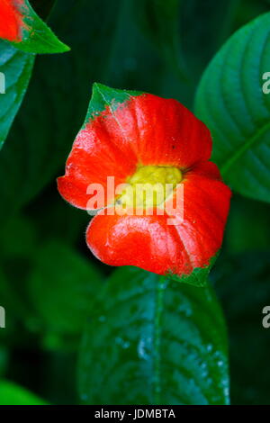 Close up of hot lips, Psychotria elata, flower. Stock Photo