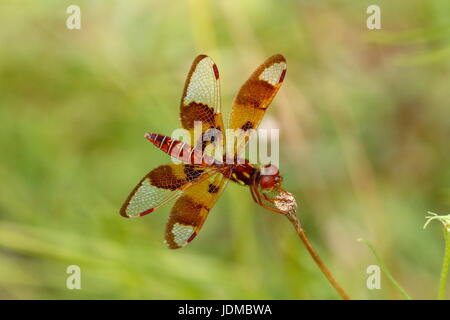 A female eastern amberwing, Perithemis tenera, rests on a plant stem. Stock Photo