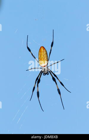 A golden silk spider, Nephila clavipes, on web. Stock Photo