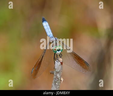 A male blue dasher dragonfly, Pachydiplax longipennis, rests on a twig. Stock Photo