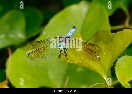 A male blue dasher dragonfly, Pachydiplax longipennis, rests on a leaf. Stock Photo