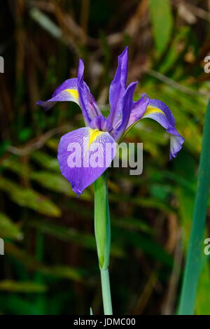 A blue flag iris, Iris versicolor, growing in a swamp. Stock Photo