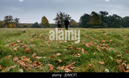 Autumn stroll, two men walking through a field with fallen leaves on the grass in the foreground Stock Photo