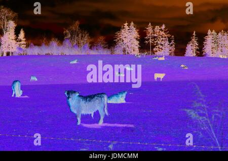 Scottish highland cows graze in the field near the forest Stock Photo