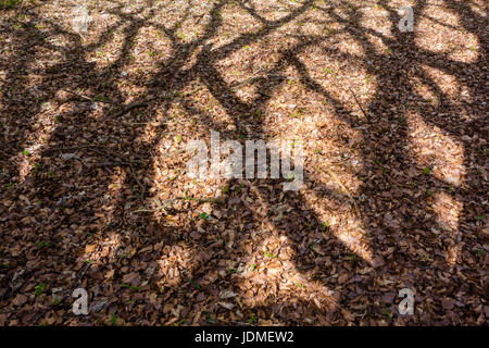 Tree shadows in Beech Wood, north Norfolk Stock Photo