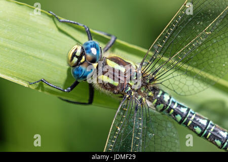 Male Hairy Dragonfly (Brachytron pratense), Norfolk, England Stock Photo