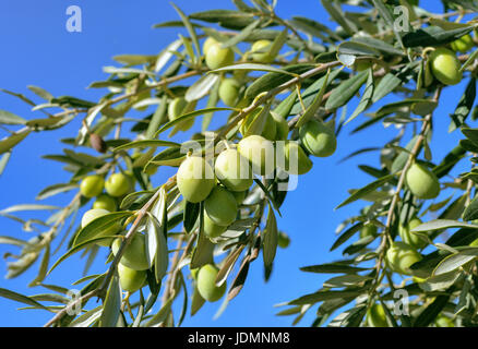 Close up of green  olive branch against blue sky Stock Photo