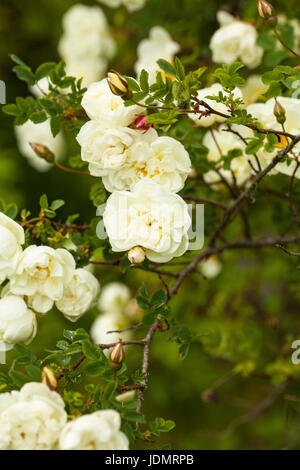 Scotch Rose Blossoms in Spring Garden Stock Image - Image of