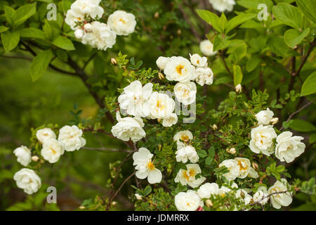 Rosa pimpinellifolia, the burnet rose (also known as Scotch Rose), which is particularly associated with Scotland, where it is traditionally reference Stock Photo