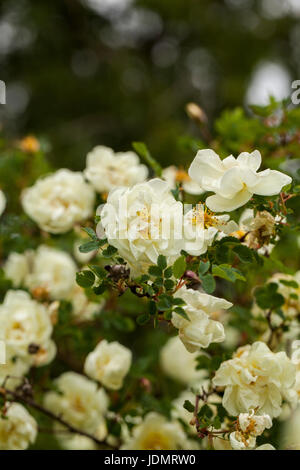 Rosa pimpinellifolia, the burnet rose (also known as Scotch Rose), which is particularly associated with Scotland, where it is traditionally reference Stock Photo