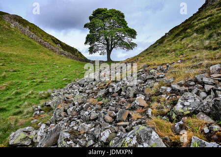 Sycamore Gap, Hadrian's Wall, near Homesteads, Northumberland, England, United Kingdom Stock Photo