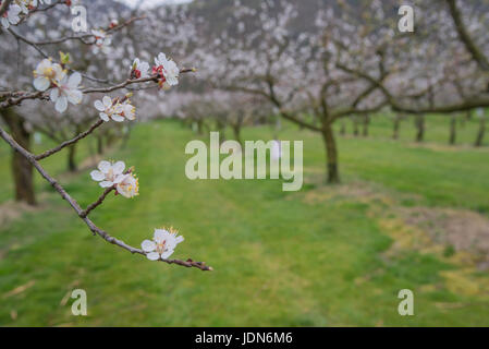 Marillenbaum (Prunus armeniaca) Stock Photo