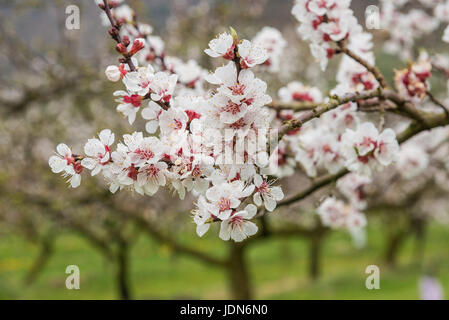 Marillenbaum (Prunus armeniaca) Stock Photo