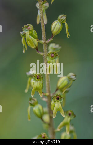 grosses Zweiblatt (Listera ovata) European Common Twayblade Stock Photo