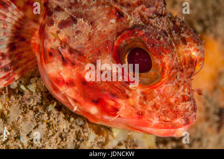 Small red scorpionfish (Scorpaena notata), in Cala Mateua, L'escala, Costa Brava, Catalonia Stock Photo