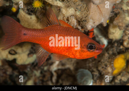 Cardinal fish (Apogon imberbis), in Cala Mateua, L'escala, Costa Brava, Catalonia Stock Photo