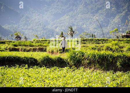 Rice terraces in northern Bali near Mount Agung with workers Stock Photo