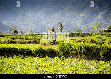 Rice terraces in northern Bali near Mount Agung with workers Stock Photo