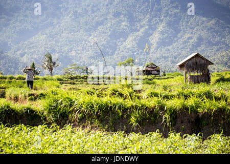 Rice terraces in northern Bali near Mount Agung with workers Stock Photo