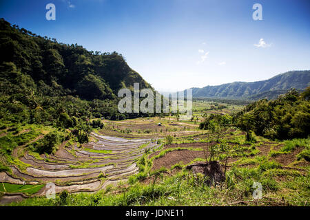 Terraced rice paddies near Ubud, Bali, Indonesia, south-east Asia Stock Photo