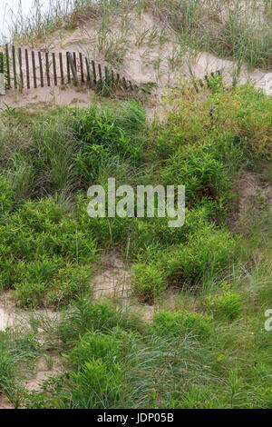 Sand dune covered in beach grass and fence for beach erosion prevention Stock Photo