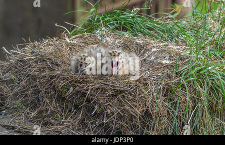 Two seagull chicks perched on a wall within their nest one with its moith opened Stock Photo