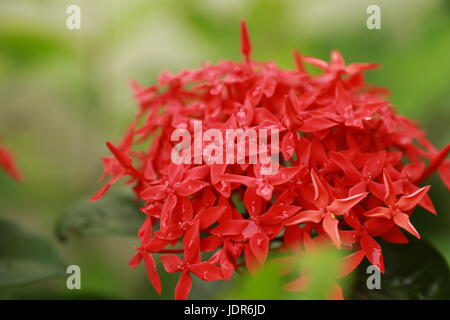 Ixora coccinea flowers after rain Stock Photo