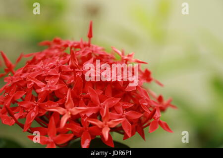 Ixora coccinea flowers after rain Stock Photo