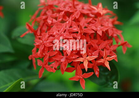 Ixora coccinea flowers after rain Stock Photo