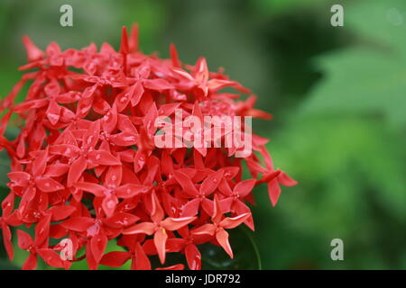 Ixora coccinea flowers after rain Stock Photo