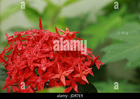 Ixora coccinea flowers after rain Stock Photo