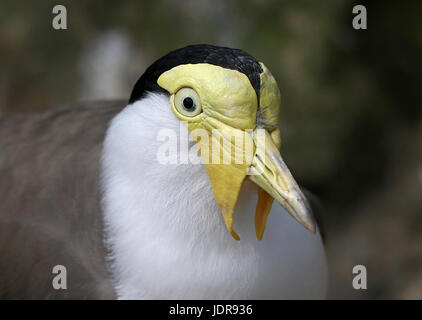 Australian Masked Lapwing (Vanellus miles) close up portrait Stock Photo