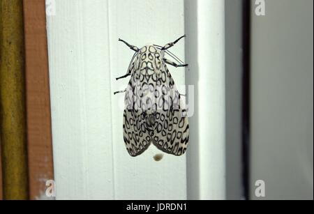 Giant Leopard Moth Resting On A Doorway Stock Photo
