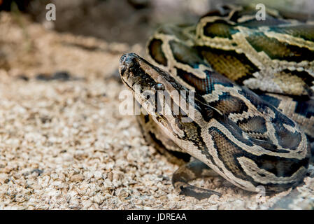 snake and serpent, long limbless reptile animal Stock Photo