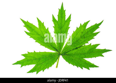 Green leaves of garden plant isolated Isolated on white background. Studio Photo Stock Photo