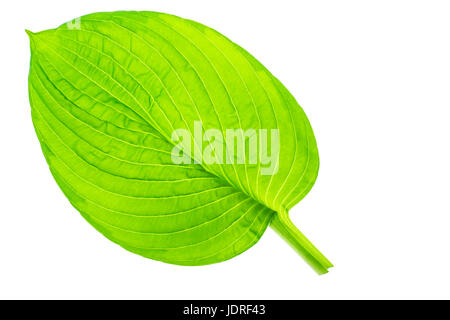 Green leaves of garden plant isolated Isolated on white background. Studio Photo Stock Photo