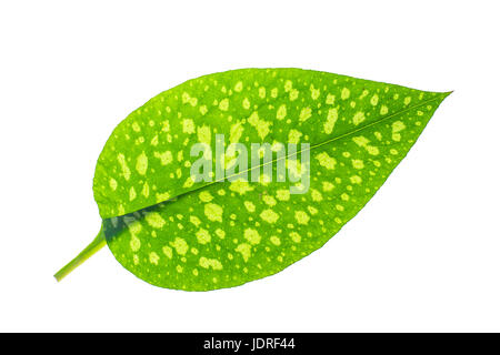 Green leaves of garden plant isolated Isolated on white background. Studio Photo Stock Photo
