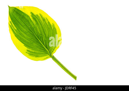 Green leaves of garden plant isolated Isolated on white background. Studio Photo Stock Photo