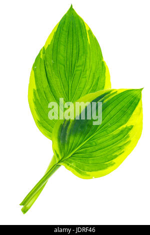 Green leaves of garden plant isolated Isolated on white background. Studio Photo Stock Photo