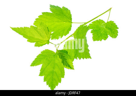 Green leaves of garden plant isolated Isolated on white background. Studio Photo Stock Photo