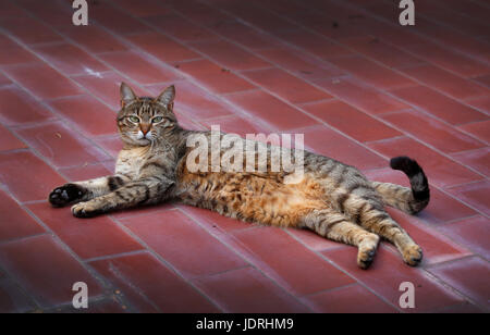 Domestic cat lying on a terracotta tiled terrace. Stock Photo