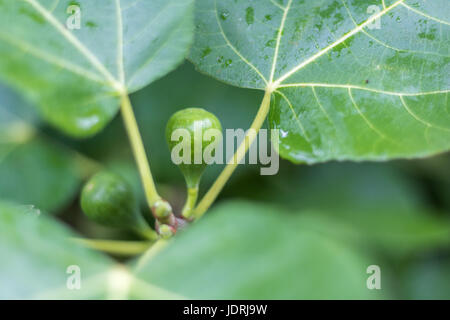 Horizontal closeup photo of a green fig ripening on a tree with another fig and the green leaves in soft focus in the background with dew on them Stock Photo