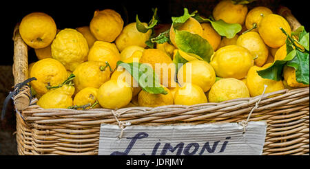 Freshly picked lemons in basket on Italian market Stock Photo