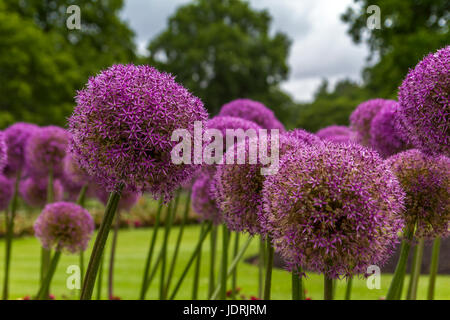 Lovely Purple Giant Alliums (Allium Giganteum) stand proud and tall in an English Garden, UK Stock Photo