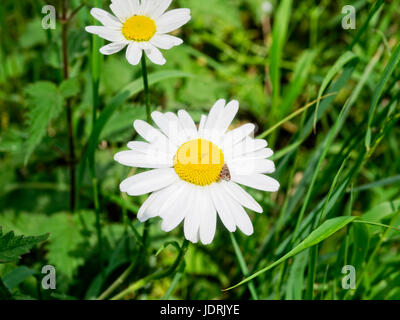 Close up of a giant daisy growing in a field, in full bloom with a small brown moth in the centre of the flower, . Stock Photo