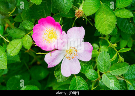 Two pink wild roses, or Dog Roses, growing on a bush on the edges of an english meadow in the summer sun. Stock Photo
